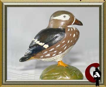 American wood duck - Aix sponsa